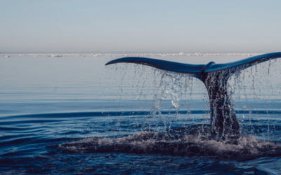 Oceans of Optimism January 2022